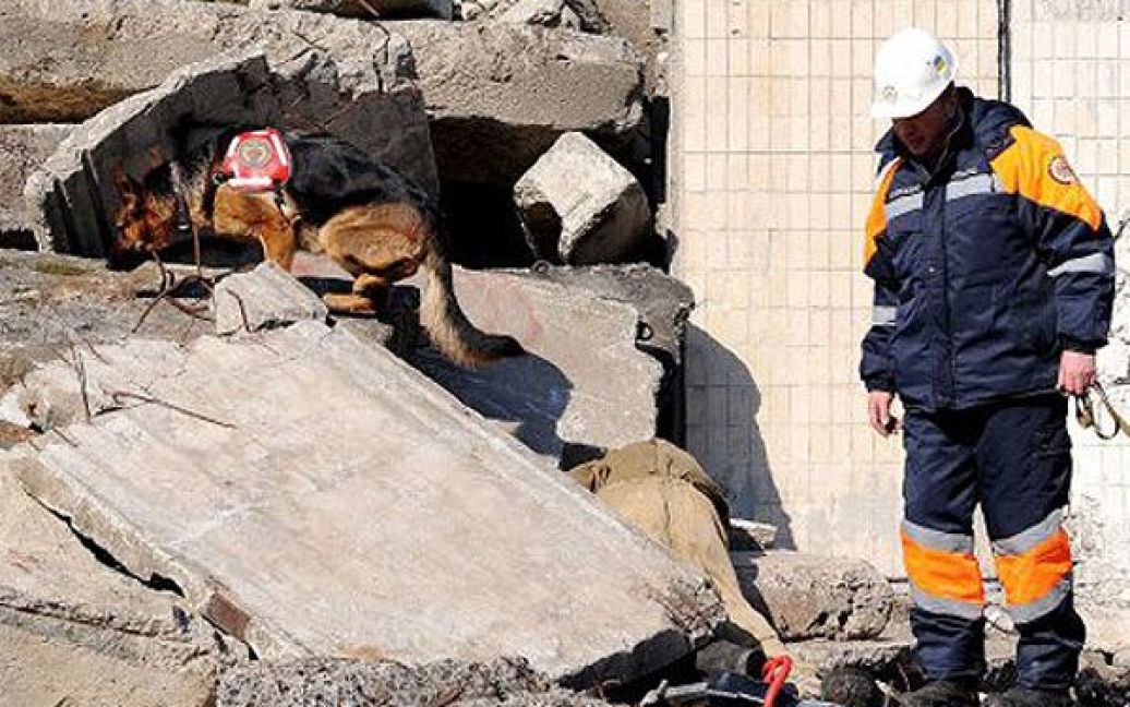 Рятувальник-кінолог із службовим собакою шукає під завалами умовно постраждалих / © УНІАН