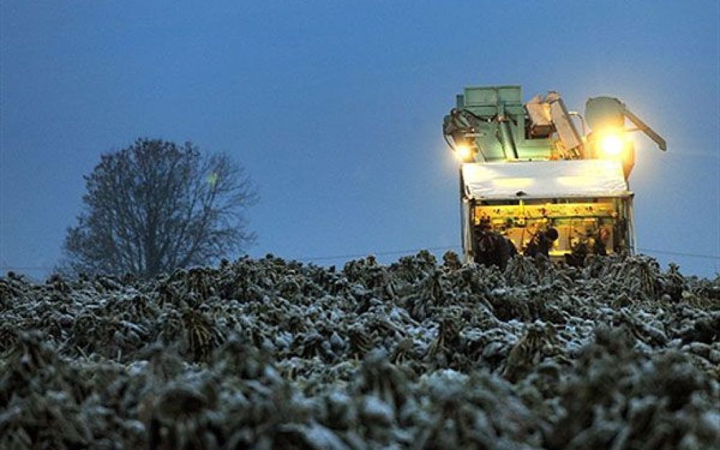 Франція, Годеваерсвельд. Фермери збирають врожай замороженої брюссельської капусти у місті Годеваерсвельд, північна Франція. У Європі утримуються надзвичайно холодна погода. / © AFP