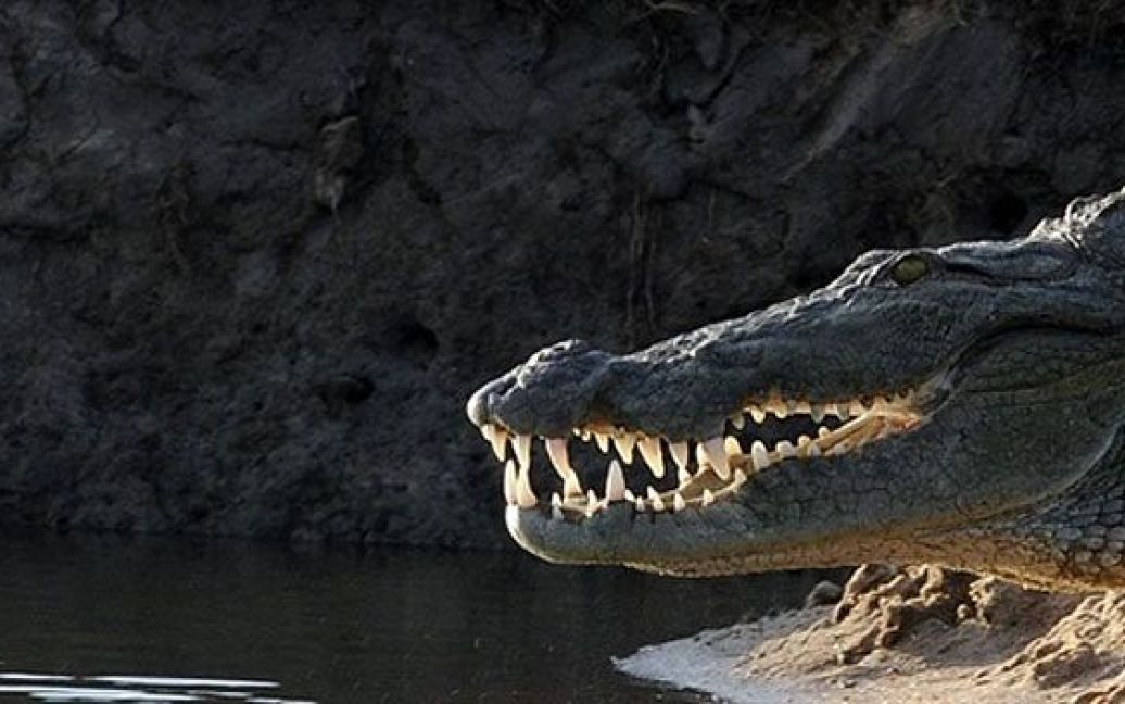 Шрі-Ланка, Хамбантота. Крокодил відпочиває на березі річки у національному парку природи Бундала, який є основним середовищем існування для водоплавних птахів і слонів. / © AFP
