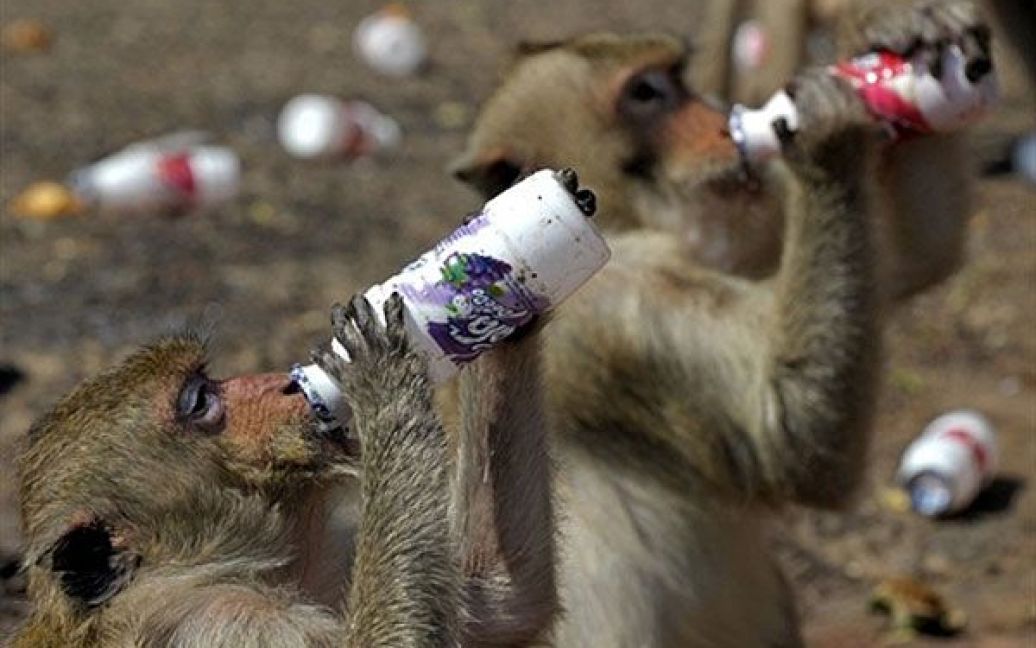 Таланд, Лопбурі.Мавпи п&#039;ють молочні напої з пляшок під час щорічного
"мавпячого" шведського столу, який проводять у давньому храмі в
провінції Лопбурі. Більше 4 тонн фруктів та овочів були запропоновані
мавпам під час щорічного фестивалю, який приваблює туристів до цього
регіону. / © AFP
