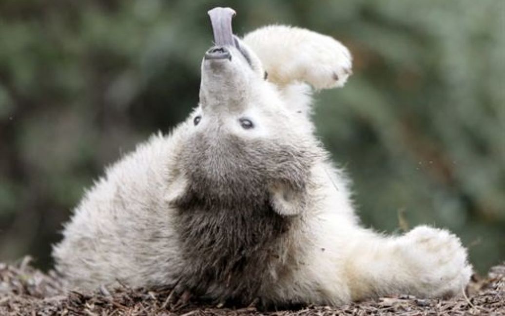 Білий ведмідь Кнут з&#039;являвся на обкладинках журналів і в популярних телешоу, мав власний блог. / © AFP