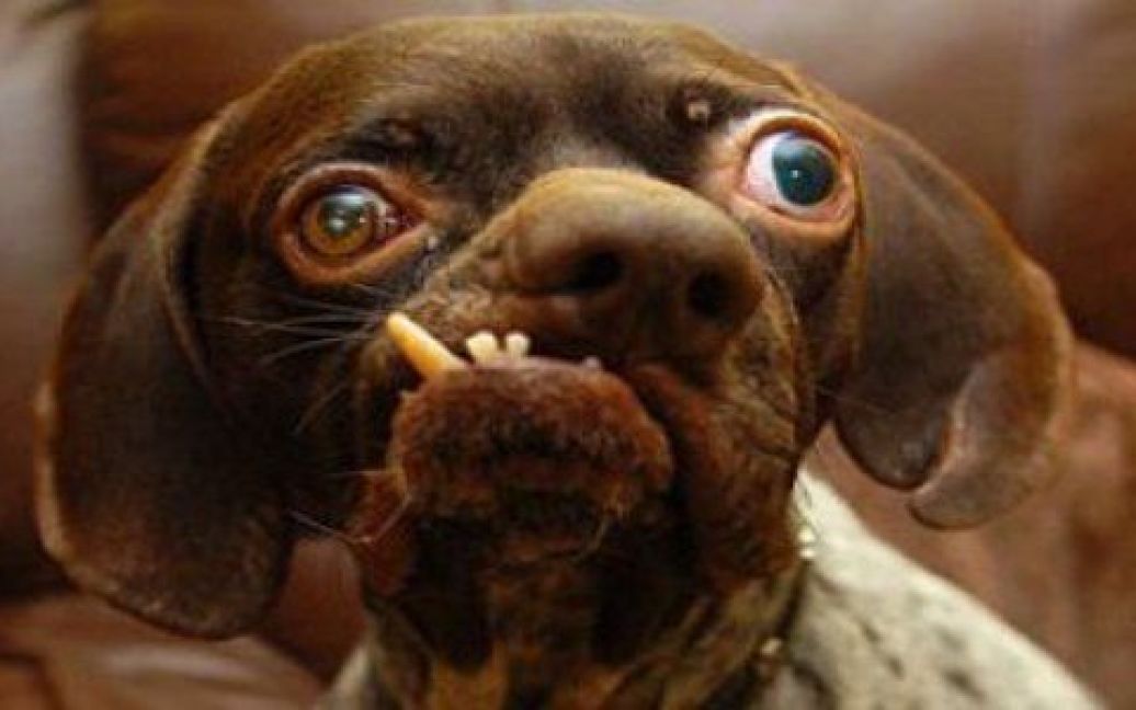 Найпотворніший собака у Британії, дворічний пойнтер-крос Уг, який досі мешкав у притулку, нарешті знайшов собі нового господаря. / © 
