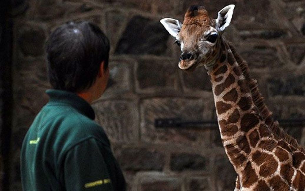 Великобританія, Честер. Самичка жирафа Ротшильда, якій виповнився один тиждень, дивиться на працівника зоопарку Честер, північний захід Англії. Ім&rsquo;я жирафу мають обрати через конкурс в мережі Інтернет. / © AFP