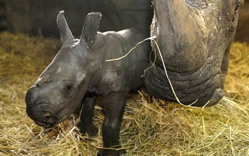 Німеччина, Ходенхаген. Дитинча носорога на прізвисько Лара стоїть поруч зі своєю матір&#039;ю Уссурі у зоопарку Серенгеті. Коли Лара народилася, вона важила 35 кг. / © AFP
