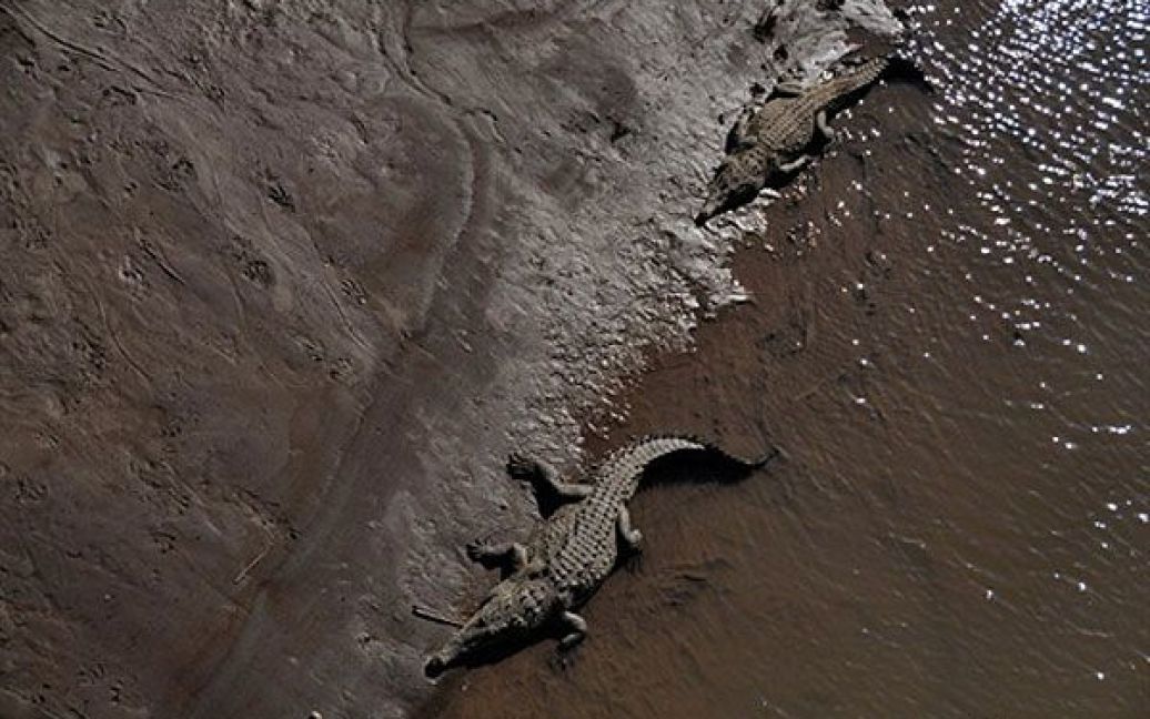 Коста-Ріка, Тарколь. Крокодили відпочивають на березі річки Тарколь у провінції Пунтаренас в Коста-Ріці. / © AFP