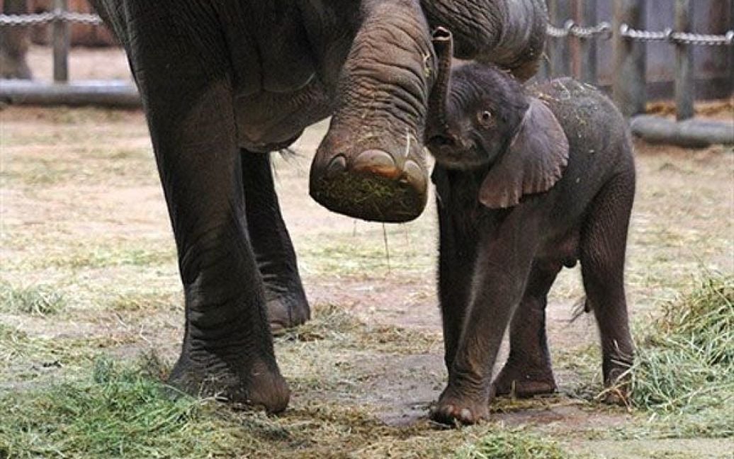 Німеччина, Вупперталь. Слоненя на прізвисько Улі ховається за свою матір Сабі у їхньому вольєрі в зоопарку міста Вупперталь, Західна Німеччина. Улі народився в зоопарку 16 січня 2011 року. / © AFP