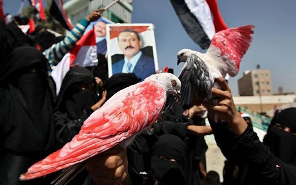 Ємен, Сана. Прихильники президента країни Алі Абдалли Салеха тримають голубів, пофарбованих у кольори національного прапора, під час мітингу у столиці Сані. Опозиція Ємену запропонувала Салеху "м&rsquo;яко піти від влади" до кінця цього року. / © AFP