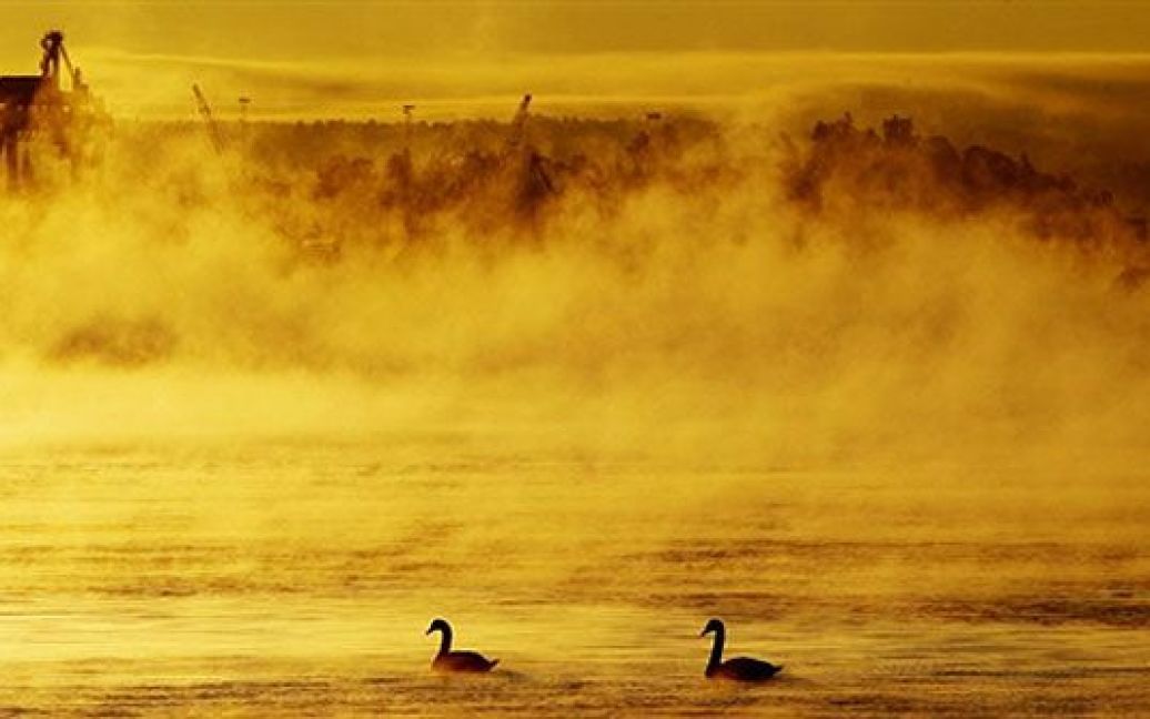Норвегія, Осло. Лебеді перепливають озеро у Осло. / © AFP