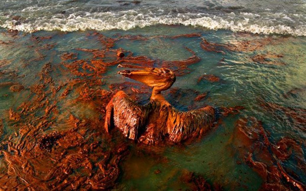 Забруднений у нафті пелікан намагається злетіти, острів Терре, Луїзіана. (Carolyn Cole/Los Angeles Times) / © Los Angeles Times