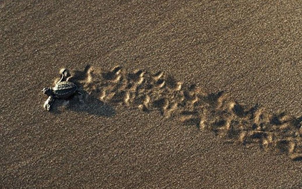 Сальвадор, Сан-Дієго. Дитинча оливкової черепахи Рідлі (Lepidochelys
olivacae) прямує до води на Сан-Дієго-Біч, поблизу Сан-Сальвадору.
Більше 1000 черепах випустили в море люди, які займаються збереженням
морських черепах на узбережжі країни. / © AFP