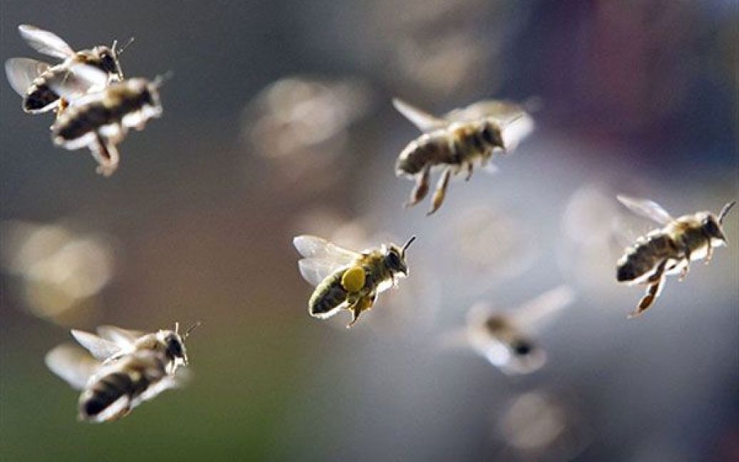 Німеччина, Франкфурт-на-Майні. Бджоли повертаються до своїх вуликів у Франкфурті-на-Майні. / © AFP