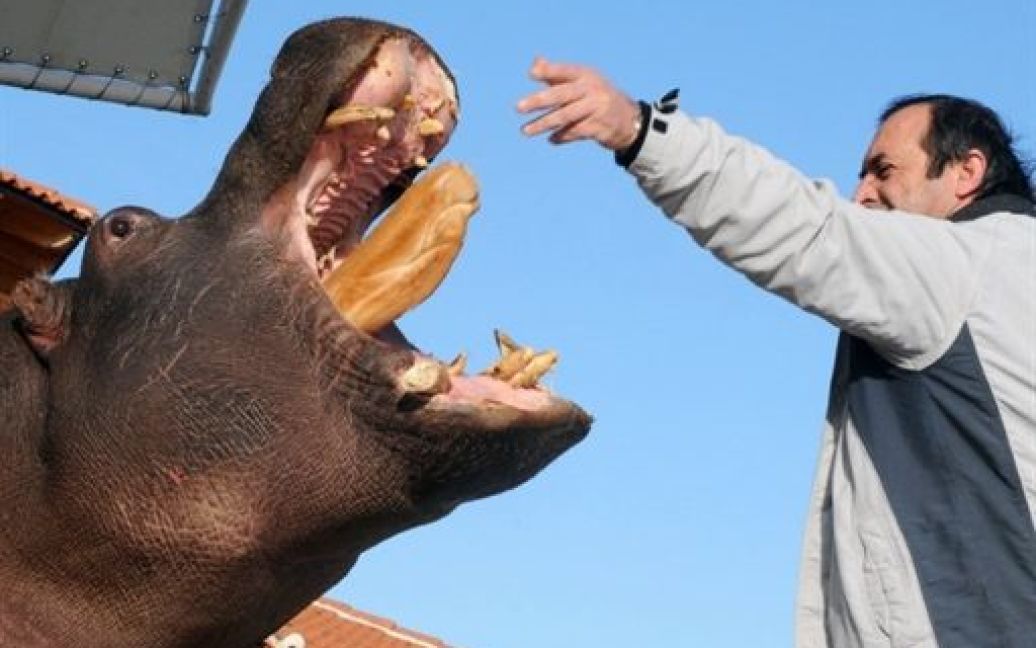 Самка бегемота на прізвисько Нікіца регулярно втікає із зоопарку / © AFP