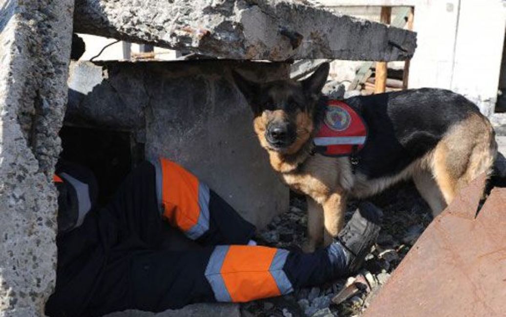 До складу мобільно-рятувального центру МНС входять 45 рятувальників, 2 одиниці техніки з усім необхідним обладнанням, а також 6 службових собак для пошуку людей / © УНІАН
