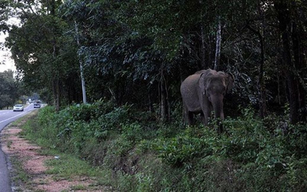 Шрі-Ланка, Хабарана. Слон йде уздовж автостради поблизу парку дикої природи у місті Хабарана. Азіатські слони, які можуть жити до 70 років, все більше приходять до людських поселень у пошуках їжі, оскільки люди зазіхають на їхні території. / © AFP