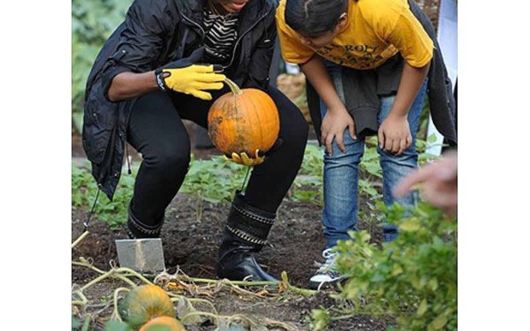 Врожай гарбузів на городі Мішель Обами зібрали до Дня всіх святих, який традиційно відзначається 31 жовтня. / © AFP