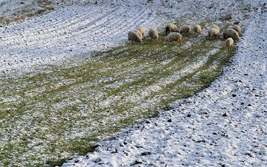 Словаччина, Оравський Білий Потік. Стадо овець на засніженому пасовищі у північному словацькому селі під час першого в цьому сезоні снігопаду. / © AFP