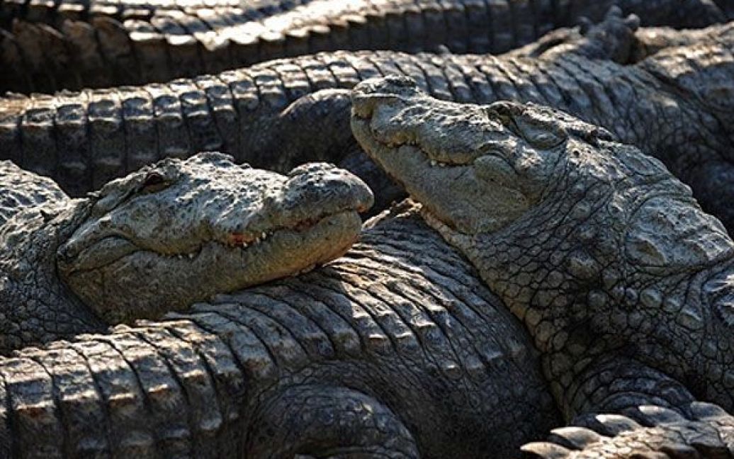 Пакистан, Карачі. Крокодили на фермі Манго Пір у Карачі. Ці крокодили належать місцевій суфійські святині, їх використовують під час церемоній, які проводить суфійська громада. / © AFP