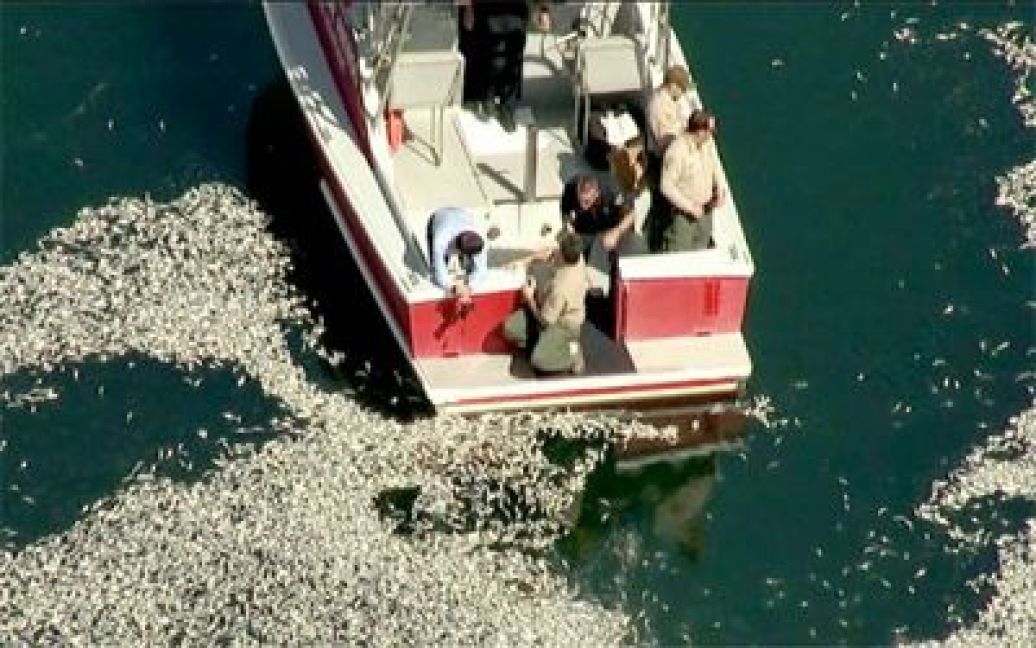 Невелику гавань Редондо-Біч на південному заході від Лос-Анджелеса заполонили тіла мертвих сардин, кільок і скумбрії / © ktla.com