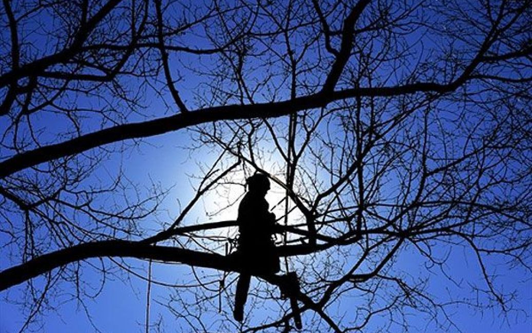 США, Вашингтон. Працівник підрізає дерево у Національній алеї у Вашингтоні. Національна алея, офіційно закладена у 1965 році, та меморіальні парки щороку відвідують близько 24 мільйонів людей. / © AFP