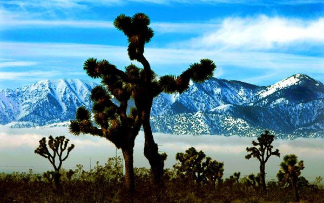 Туман стелиться між юккою в пустелі і засніженими парками у національному заповіднику Лос-Анджелеса. (Don Bartletti/Los Angeles Times) / © Los Angeles Times