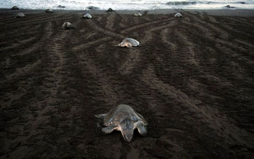 Коста-Ріка. Оливкові морські черепахи Рідлі прямують на нерест до пляжу Остіонал у національному заповіднику на тихоокеанському узбережжі Коста-Ріки. Очікується, що цього року на пляж, щоб відкласти яйця, доберуться близько 800 тисяч морських черепах, відомих як "Arribadas". / © AFP