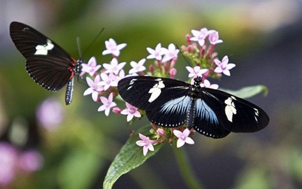 Колумбія, Белло. Метелик Dorius Heliconius розправляє свої крила під час виставки метеликів "Selva Viva" ("Живий ліс"), яку проводять у Белло, департамент Антіокия. Колумбія є однією з країн з найбільшою різноманітністю метеликів у світі. / © AFP