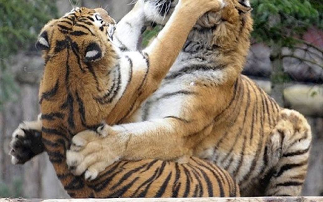 Франція, Амневіль. Сибірські тигри граються у зоопарку міста Амневіль на сході Франції. / © AFP