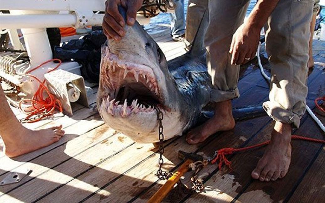 Єгипет, Каїр. Міністерство охорони навколишнього середовища Єгипту розповсюдило фотографію акули, яка, як підозрюють, нападала на туристів на чорноморському курорті у Шарм-еш-Шейху. / © AFP