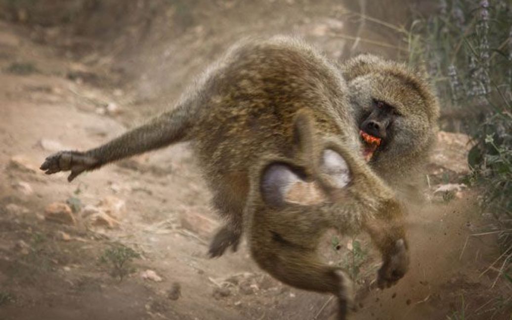 Бійка бабуїнів. Фото Шарона Раолі. / © National Geographic