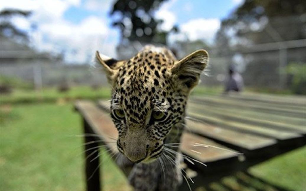 Леопард у притулку для диких тварин в Найробі (Кенія) / © AFP