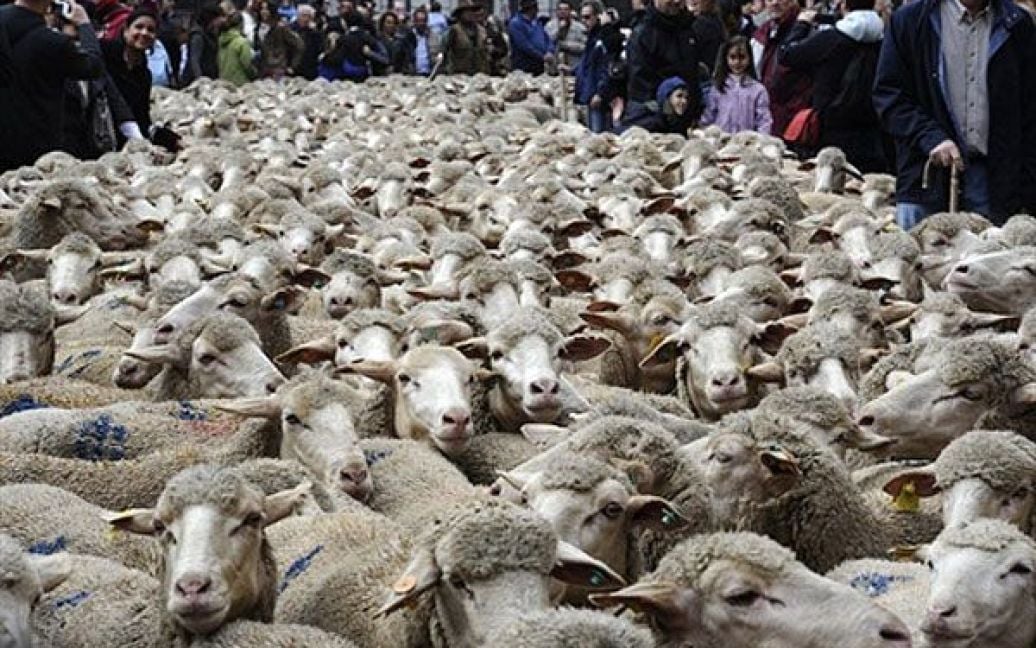 Іспанія, Мадрид. Пастухи загнали сотні овець у центр іспанської столиці, щоб провести акцію зі сприяння стародавнім шляхам міграції (переміщення худоби від зимових на літні пасовища), які встановились приблизно 8000 років тому. / © AFP