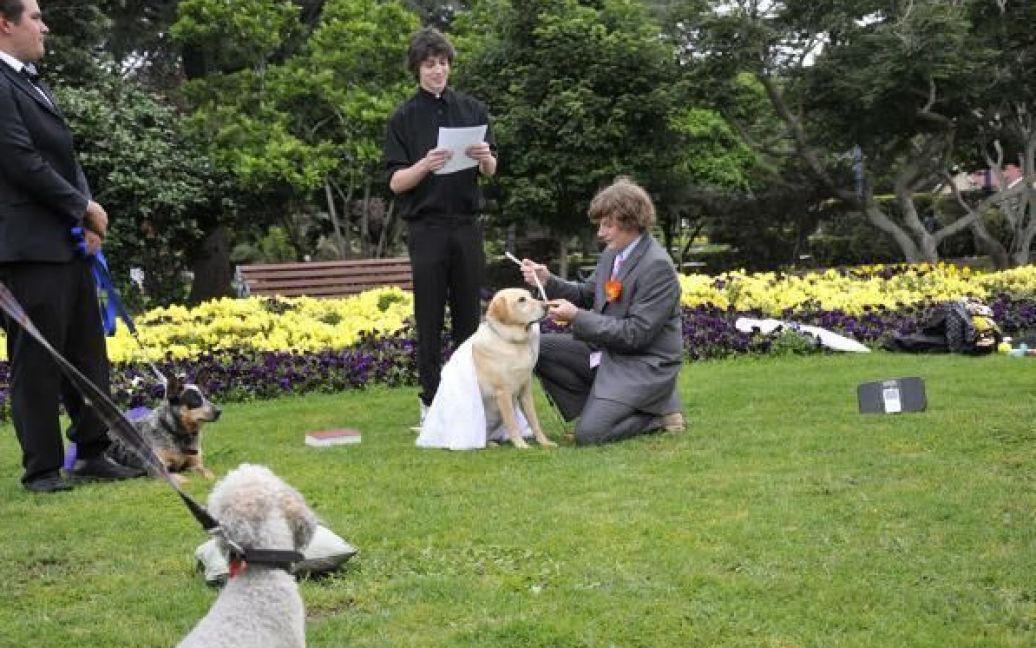 Джозеф Гуізо одружився зі своєю собакою / © The Chronicle