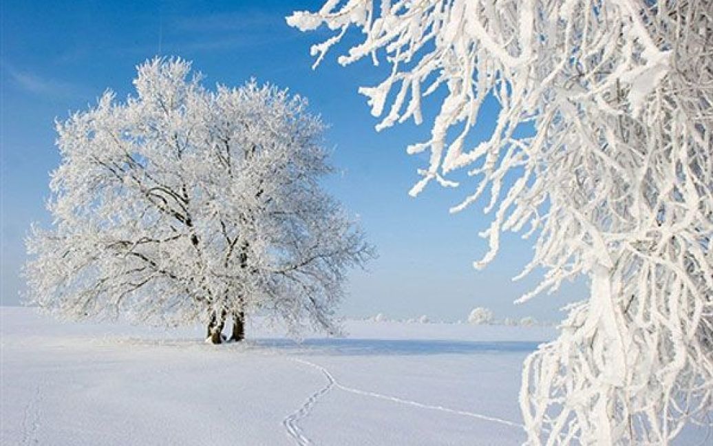 Німеччина, Сіверсдорф. Дерева, вкриті снігом і інеєм. / © AFP