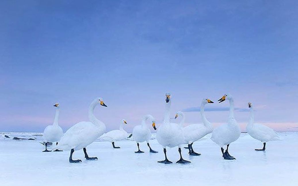 Друге місце у номінації "Природа". Лебеді-кликуни на світанку, Хоккайдо, Японія. (Stefano Unterthiner / National Geographic) / © Worldpressphoto