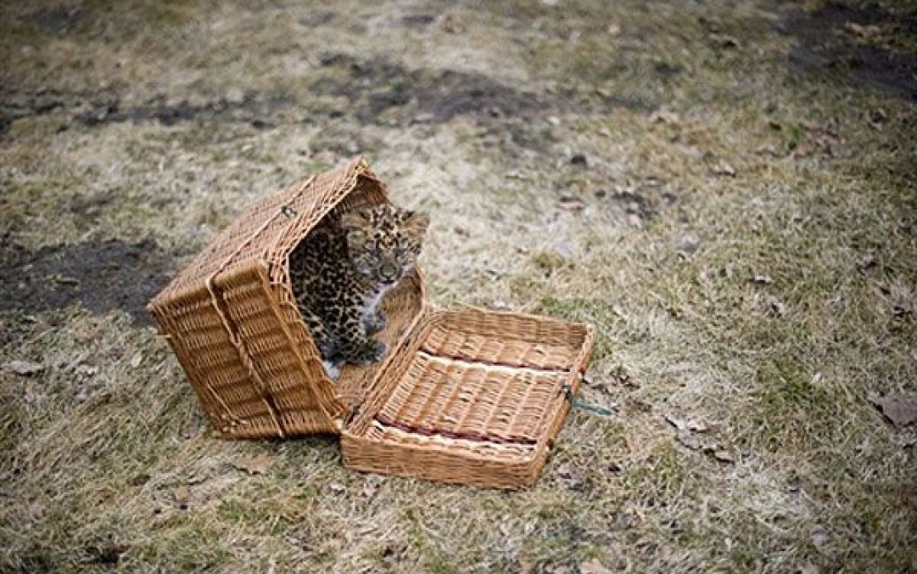 Північно-китайський леопард Некама народився в берлінському зоопарку / © AFP