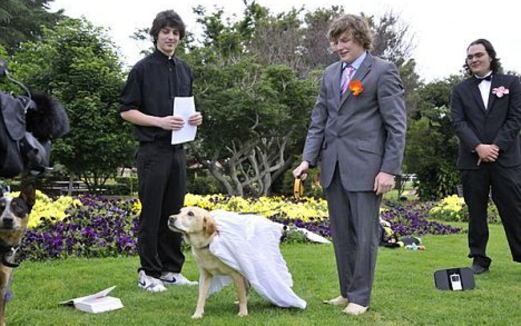 Джозеф Гуізо одружився зі своєю собакою / © The Chronicle
