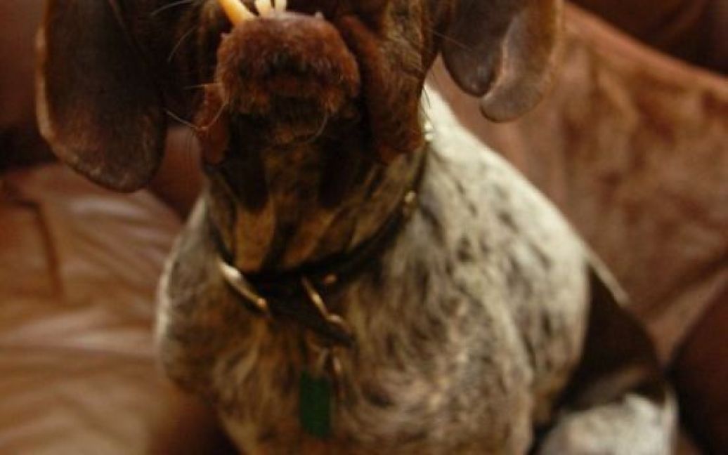 Пойнтер-крос Уг сліпий на одне око, у нього стирчать зуби, морду "прикрашає" кривий ніс, шерсть має незрозуміле плямисте забарвлення. Він є претендентом на титул найстрашнішого пса планети. / © 