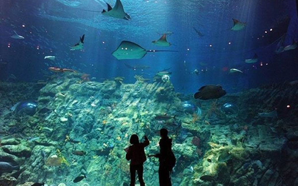 Китай, Гонконг. Відвідувачі роздивляються мешканців нового гігантського акваріуму, який встановили у місцевому парку Тема. В акваріумі мешкають понад 5000 морських тварин, і він є одним з десяти найбільших акваріумів у світі. / © AFP