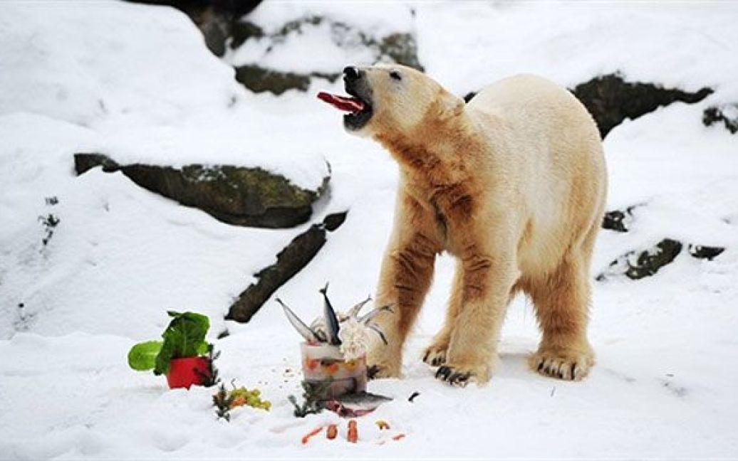 Німеччина, Берлін. Найвідоміший у світі полярний ведмідь Кнут їсть свій "торт до дня народження" під час святкування 4-річчя у своєму вольєрі у берлінському зоопарку Тіргартен. / © AFP