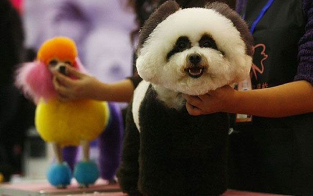 Китай, Ухань. Собаки зі своїми власниками готуються до участі у конкурсі краси для собак на шостому китайському ярмарку домашніх тварин, який провели в місті Ухань, провінція Хубей. / © AFP
