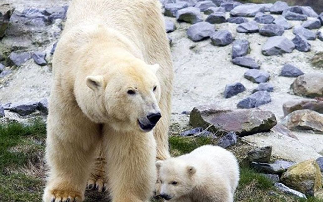 Нідерланди, Роттердам. Полярний тримісячний ведмедик Вікс вперше вийшов на вулицю разом зі своєю матір&#039;ю у зоопарку Роттердама. Білий ведмідь народився в цьому зоопарку вперше за останні 14 років. / © AFP