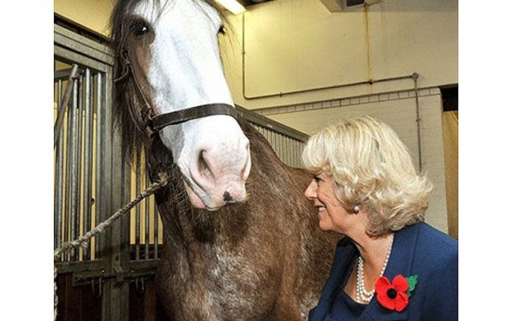 Великобританія, Лондон. Герцогиня Корнуольська Камілла вітається з конем Діггером у стайнях кінного полку під час візиту до казарм у Найтсбріджі. / © AFP