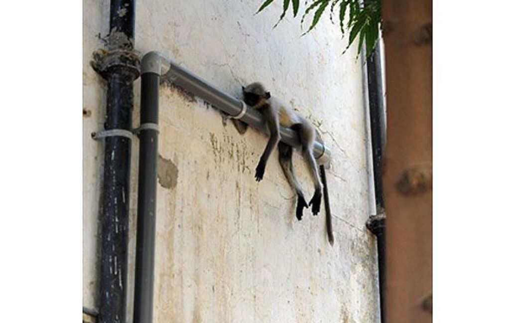 Індія, Ахмедабад. Індійська мавпа-лангур дрімає на трубі у Ахмедабаді. / © AFP