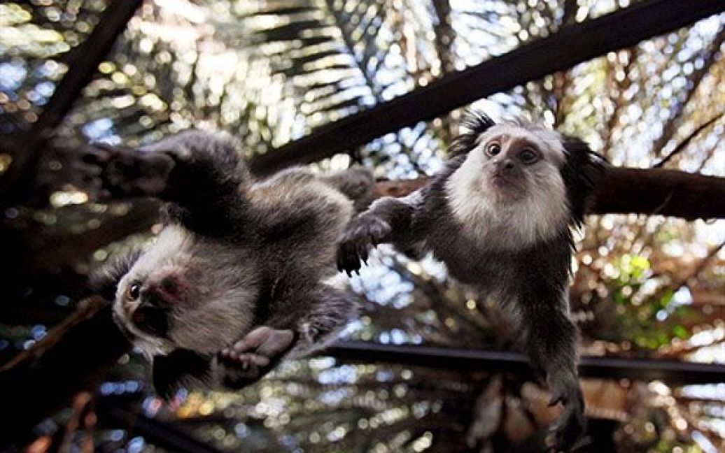 Іспанія, Тенеріфе. Мавпи Тіті у зоопарку LoroParque на іспанському острові Тенеріфе. / © AFP