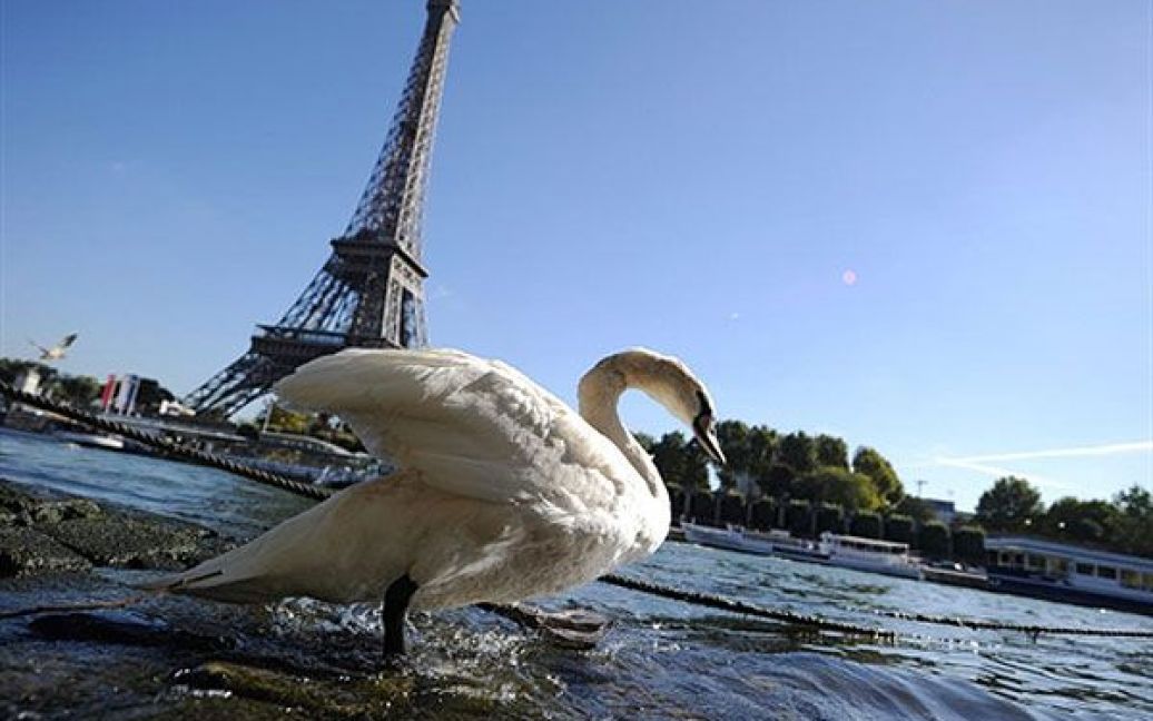 Франція, Париж. Фото лебедя, зроблене поруч із Ейфелевою вежею. / © AFP