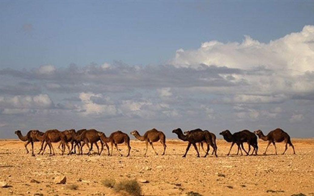 Лівійська Арабська Джамахірія, Аждабія. Верблюди пасуться на околиці лівійського міста Аждабія. / © AFP