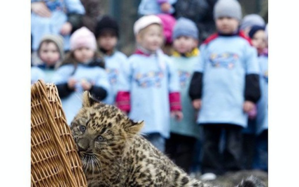 Північно-китайський леопард Некама народився в берлінському зоопарку / © AFP