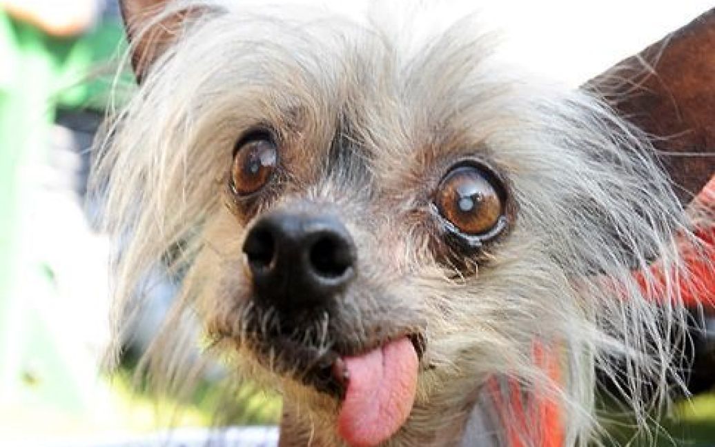 Зіркою серед найпотворніших собак була чіхуахуа на прізвисько Міс Еллі. / © 