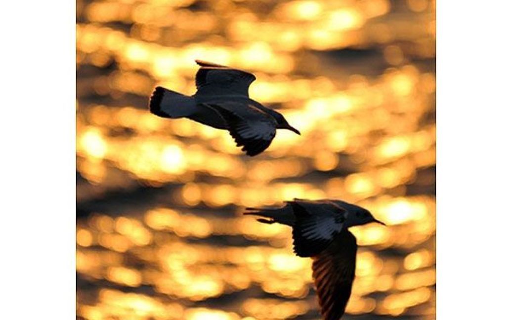 Індія, Мумбаї. Чайки летять над Аравійським морем у Мумбаї. / © AFP