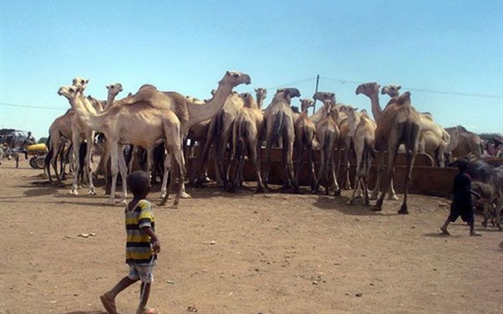 Сомалі, Шабелле. Сомалійська дитина проходить повз стадо верблюдів, які п&rsquo;ють воду, у Шабелле, на південь від Могадішо. Прем&#039;єр-міністр Сомалі Мохаммед Абдула Мохаммед розповів Раді Безпеки ООН, що новий уряд переміг у війни з ісламістськими бойовиками, але 2,5 мільйона людей у країні страждають від голоду внаслідок посухи. / © AFP